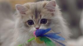 暹羅貓無毛貓混血寶寶長什么樣